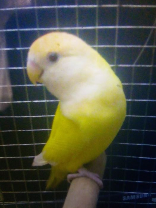 Papagal agapornis femela