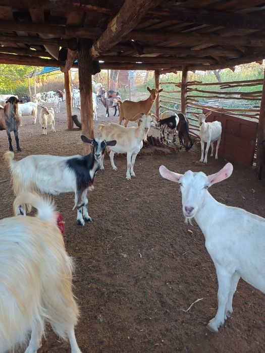 Vând ieduțe  de un an și doi ani și 15 tapi