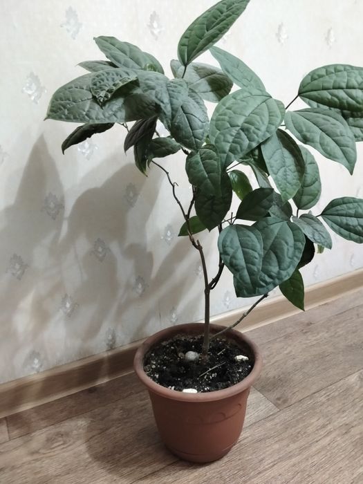 Комнатный цветок Клеродендрум