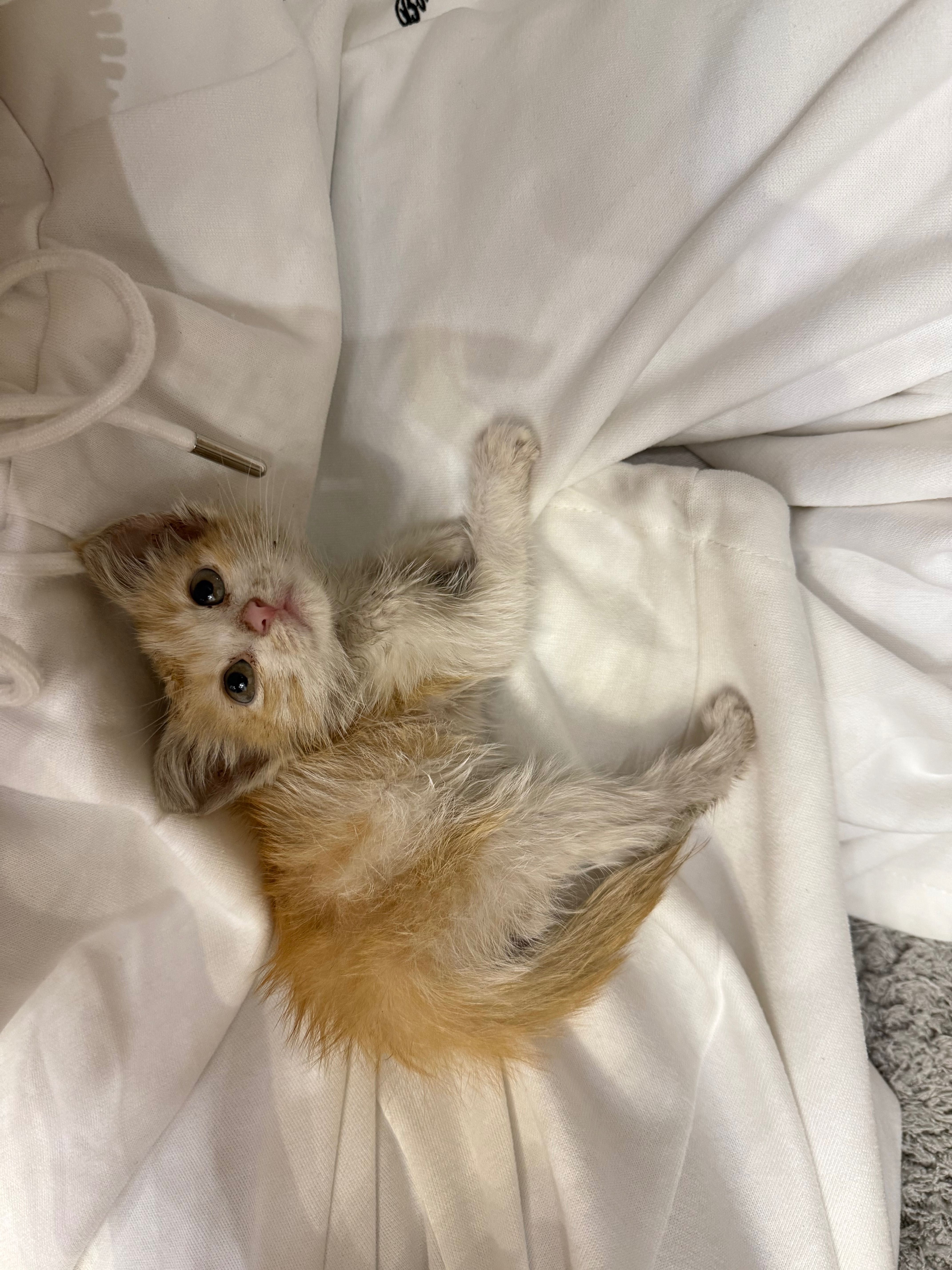 Котенок ищет дом!!!