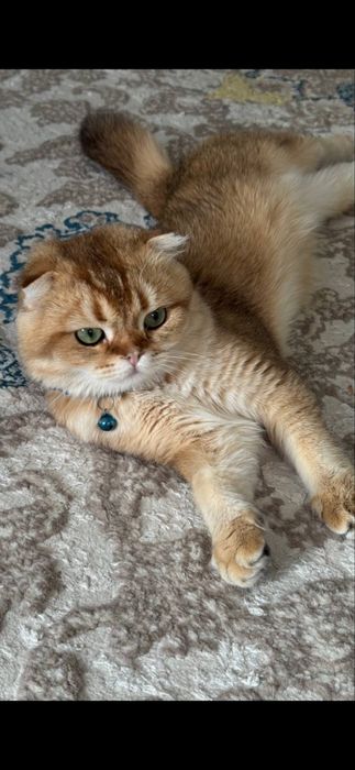 Продается кот, скотишь Фолд