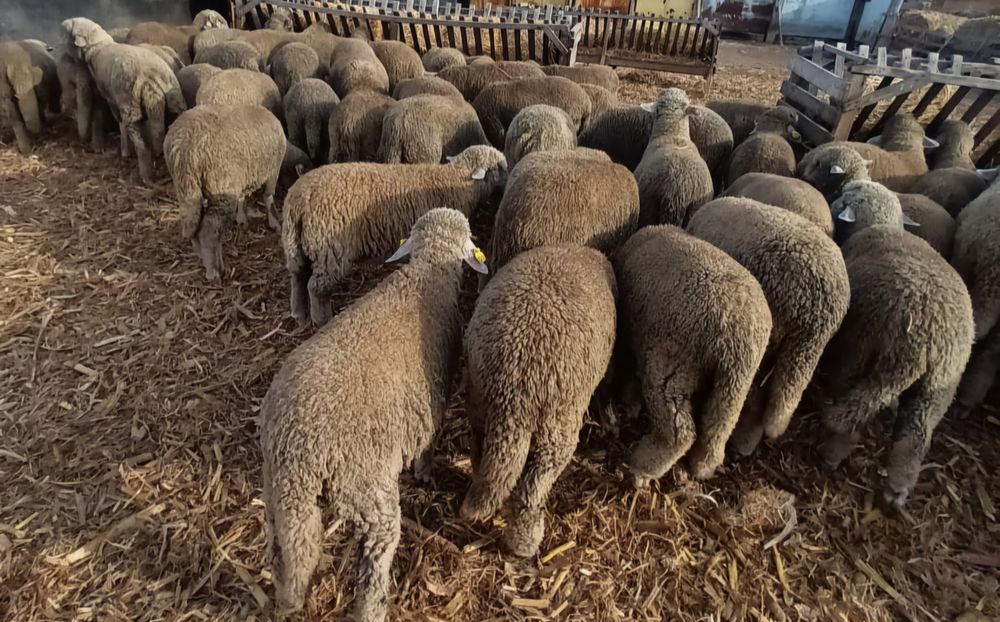 Miei merinoși de vânzare