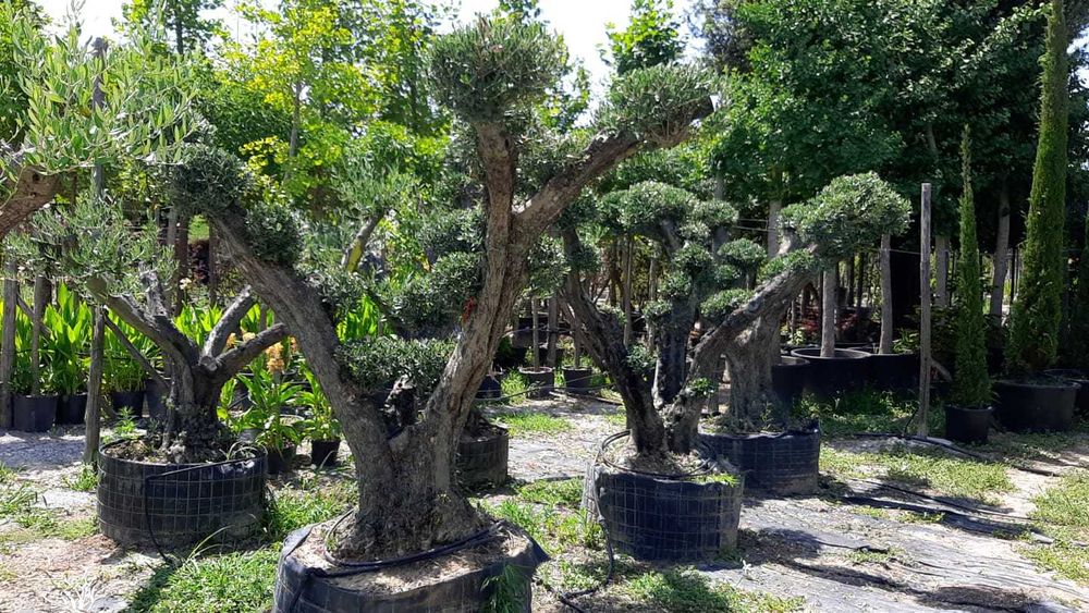 Maslini pe rod, ornamentali, seculari, bonsai rezistenti la ger