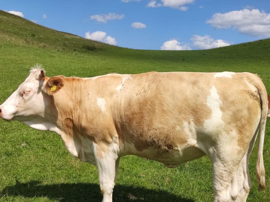 Vând vaci bălțate