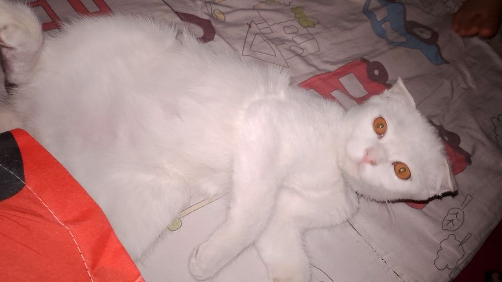 Zotdor mushuk zotga qoʻshish