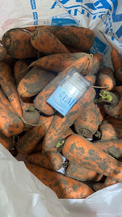 Морковь местный ‘