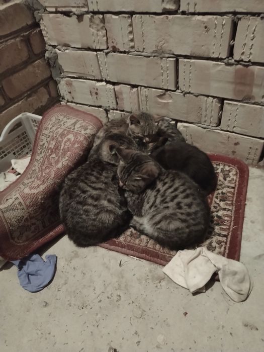 Отдам котят хорошие руки