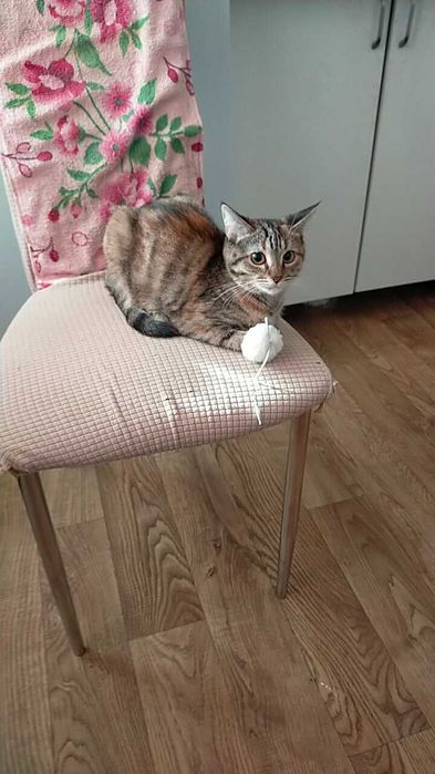 Возьму на передержку животных