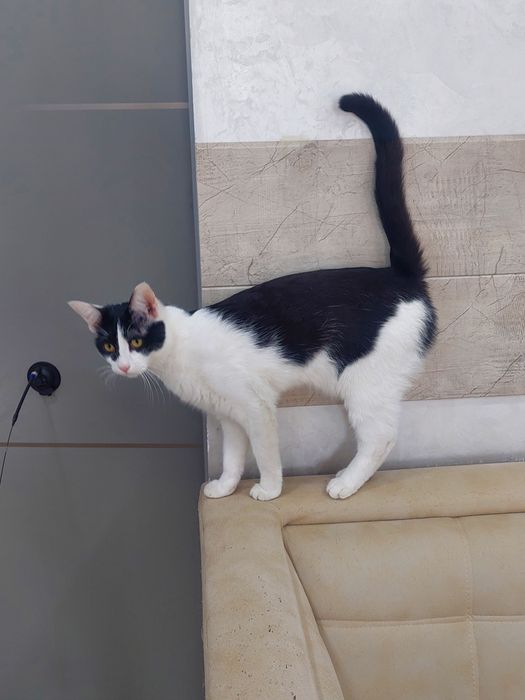 Кошка девочка кастрированная Ташкент