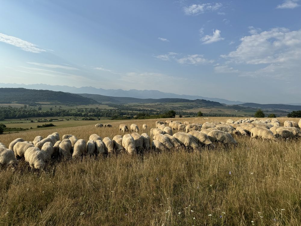 Vând 400 de oi