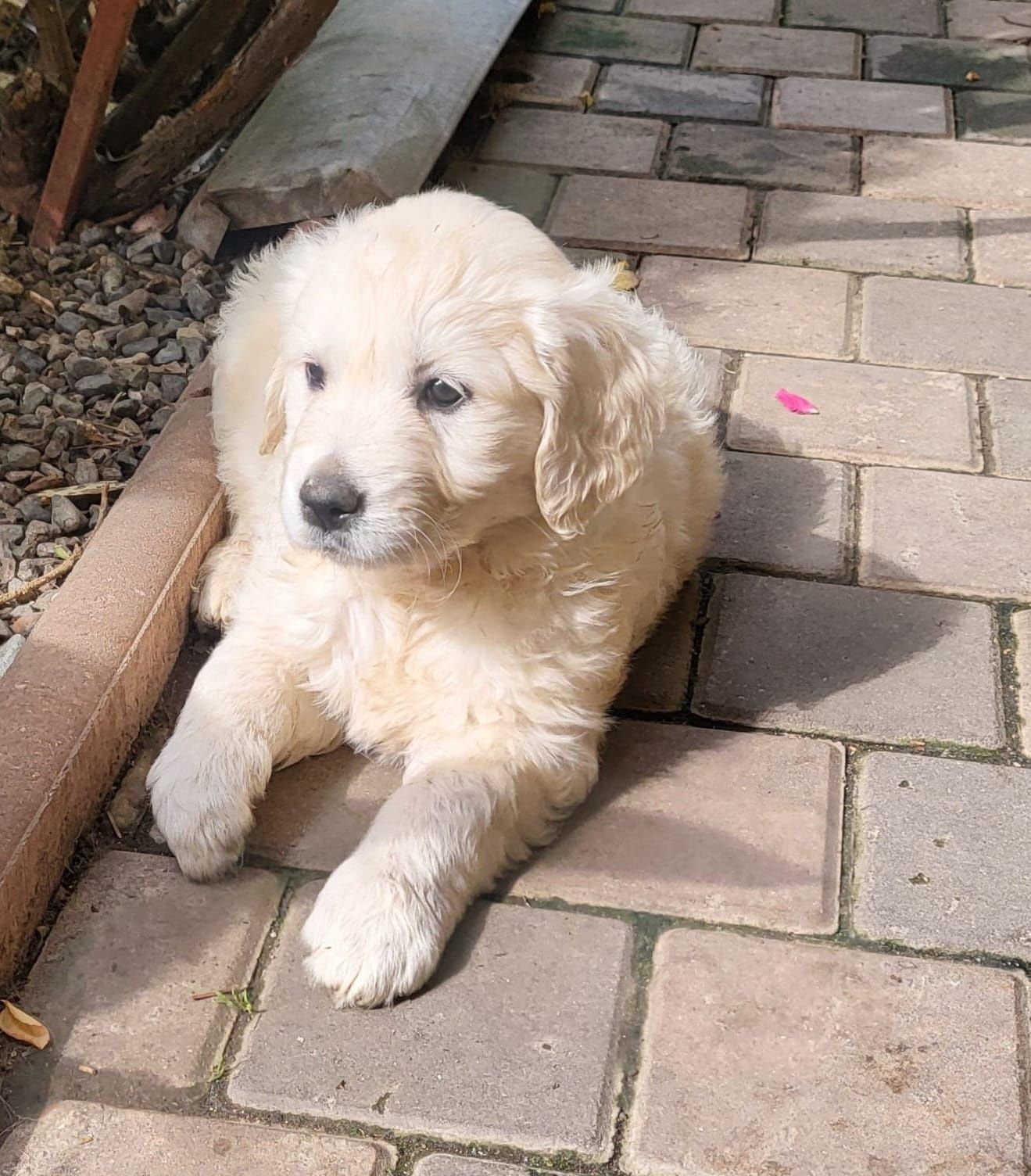 OFERTA VERII! Vand catelusa golden retriever,SUPERBA!
