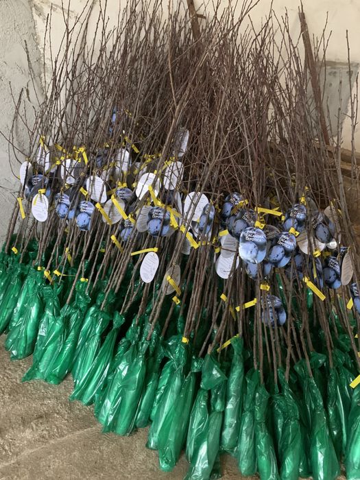 Pomi fructiferi altoiti , produs in jud.Bistrita-Nasaud