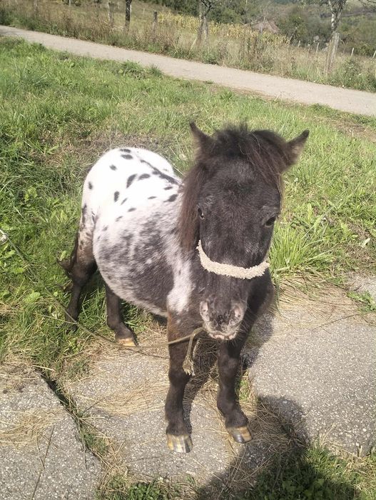 Poneiul se afla in popeni Salaj