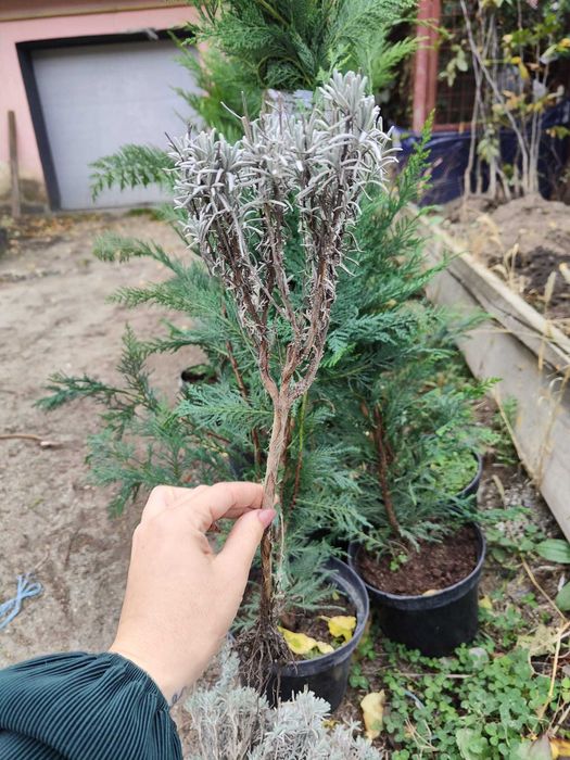 Lavanda butasi, perfecta pentru Curti sau cultura.Livrare RO