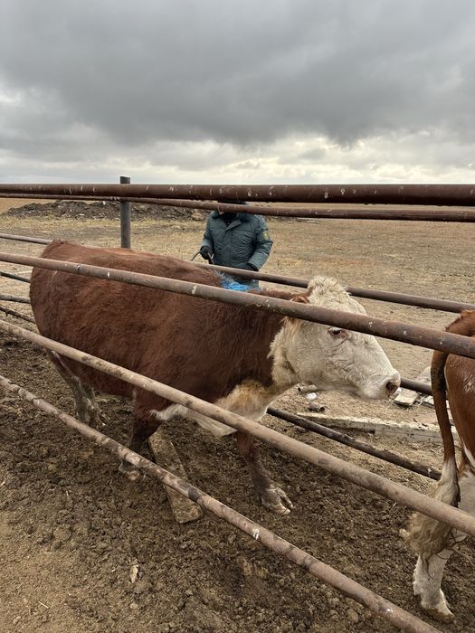 Семіз тоқал сиыр