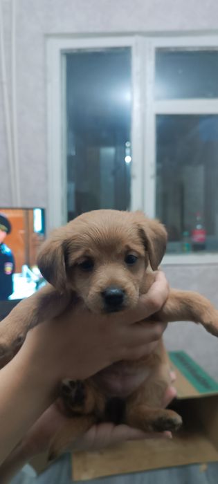 Продаю щенят красивые и хорошие