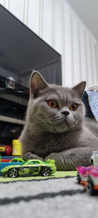 Британская кошка