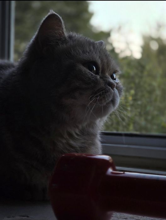 Отдам Бусю в хорошие руки