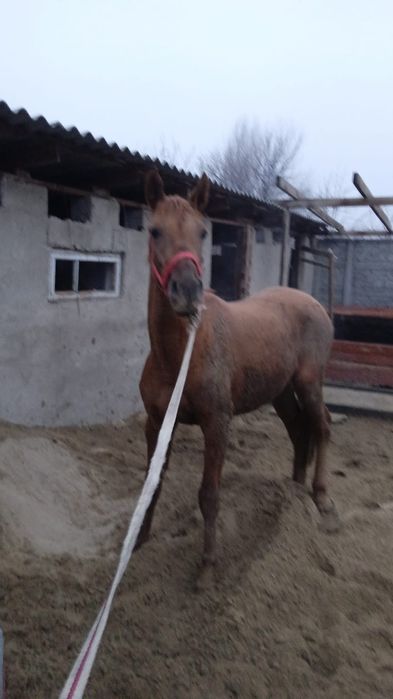 Жылкы линия сатылады