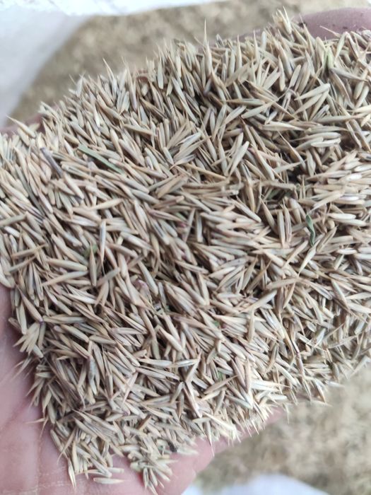 Семена житняка, урожай 2025 года.