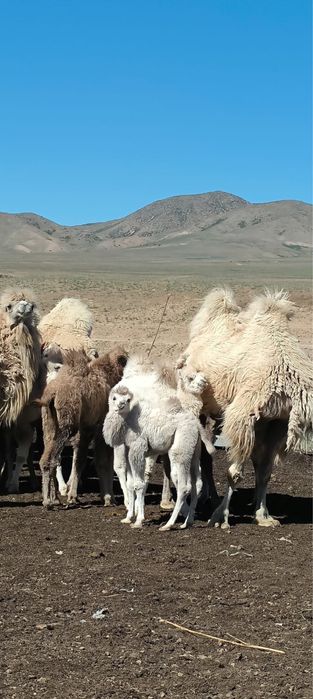 Продам верблюжонка