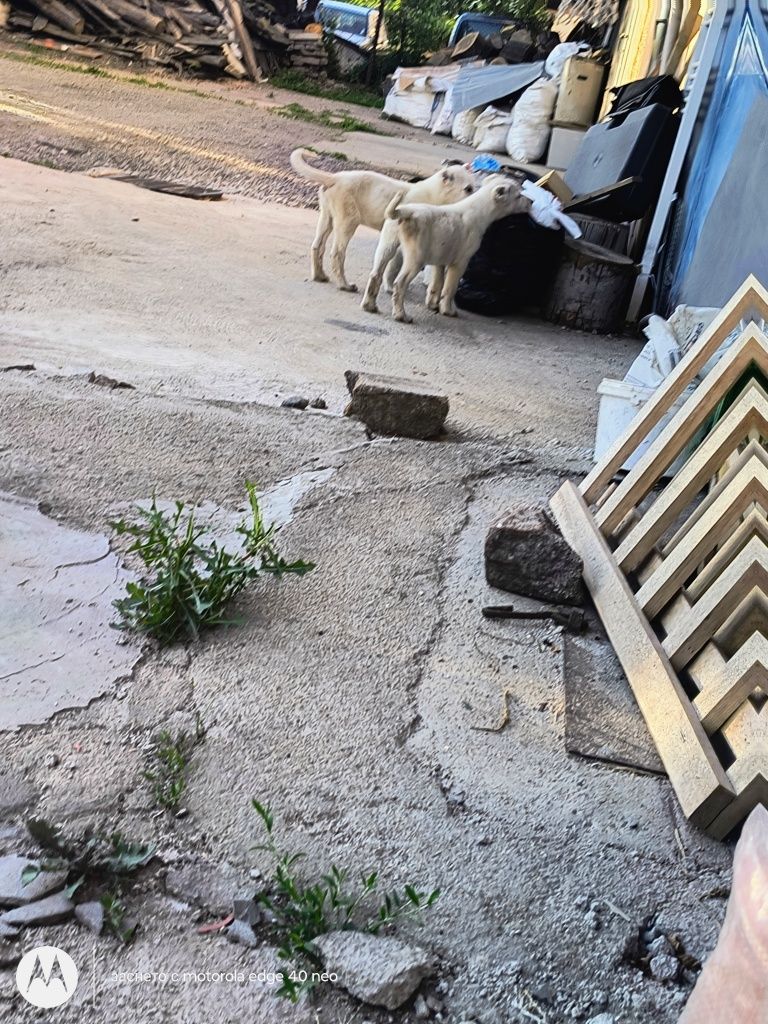 Алабай САО Ваксинирани с 2 ваксини