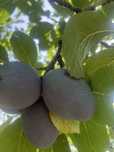 Prune centenar de vanzare