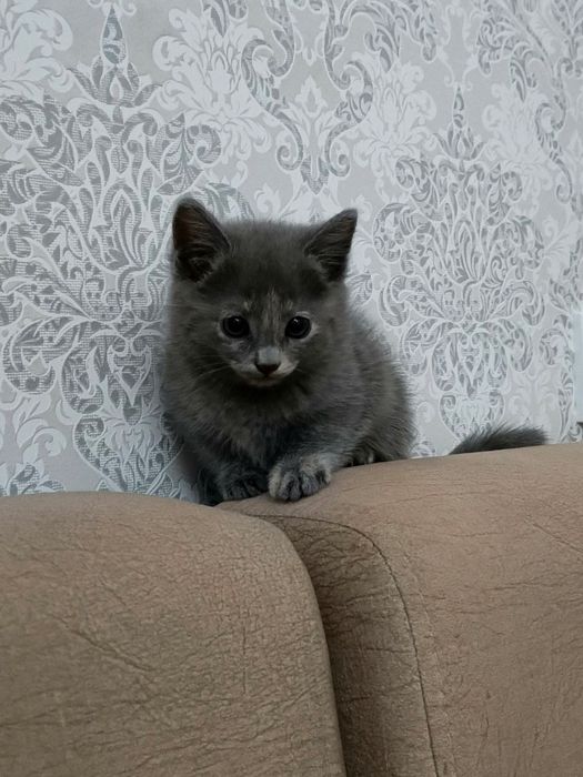 Срочно продается котенок!