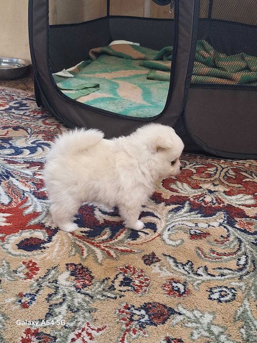 Померани  (мини шпиц)