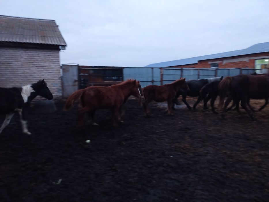 Продам , жеребят