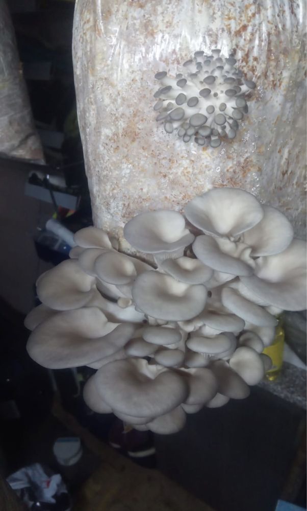 Compost  pentru ciuperca pleurotus, miceliu , ciuperci ocazional