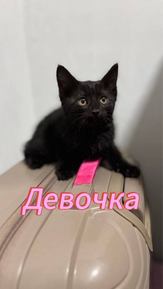 Котята в добрые руки!