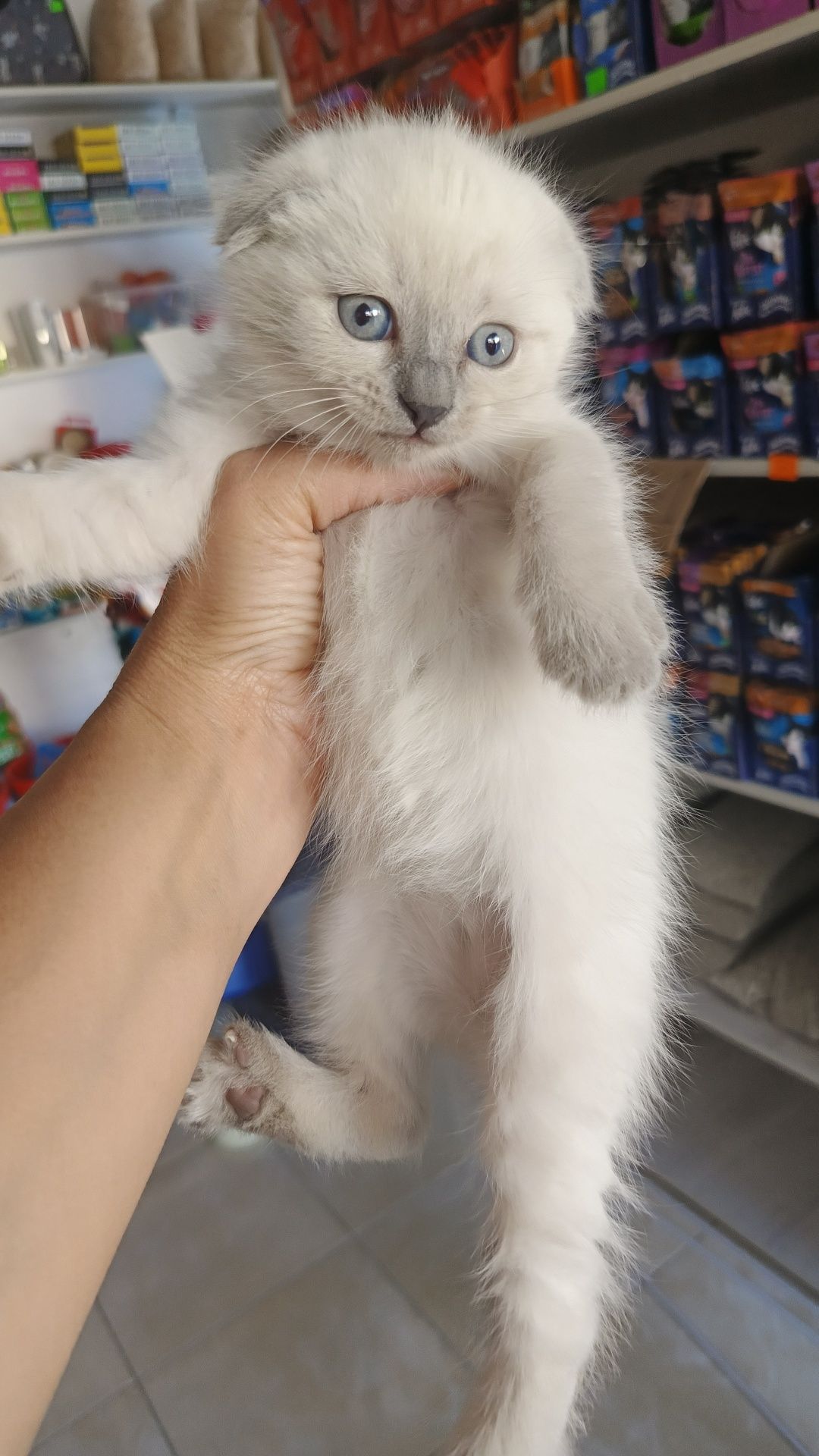 Продается шотландский котята