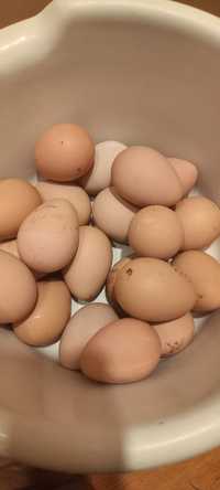 Vând ouă de bibilică