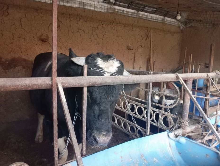 Buqa sotiladi yoshi 1,6 oyli