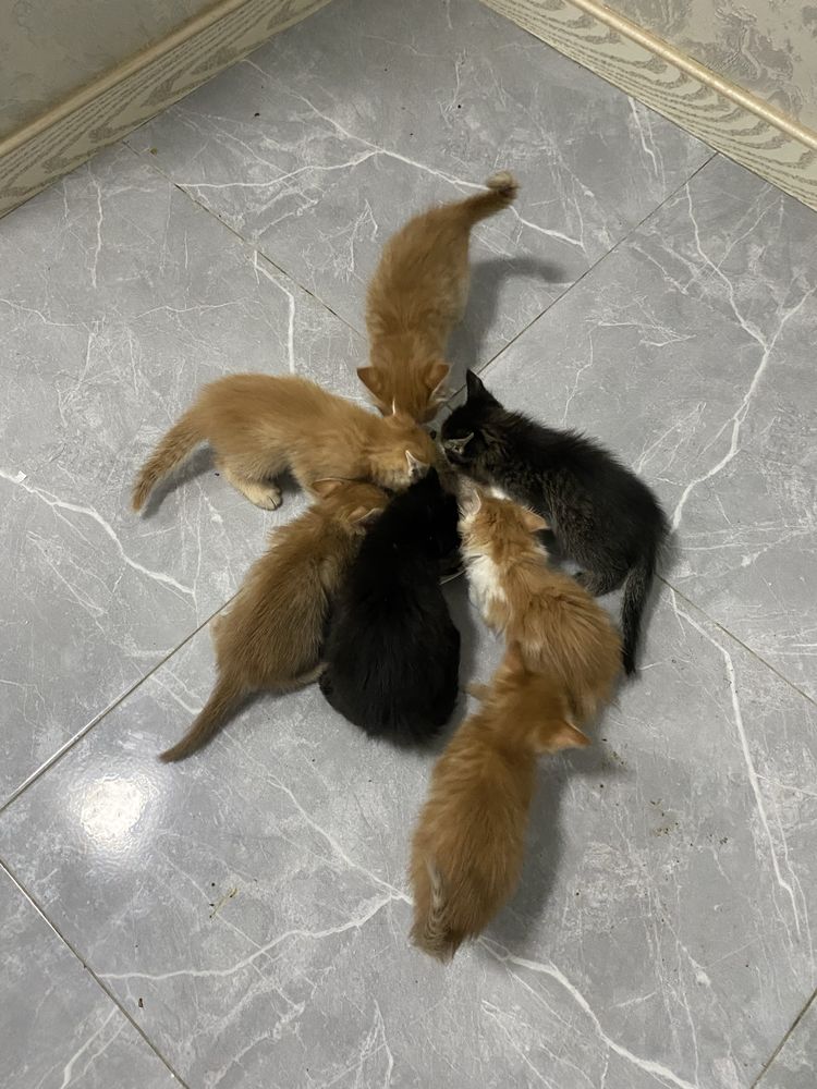 Отдам котят в хорошие руки