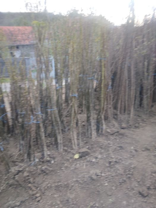 De vânzare pomi fructiferi