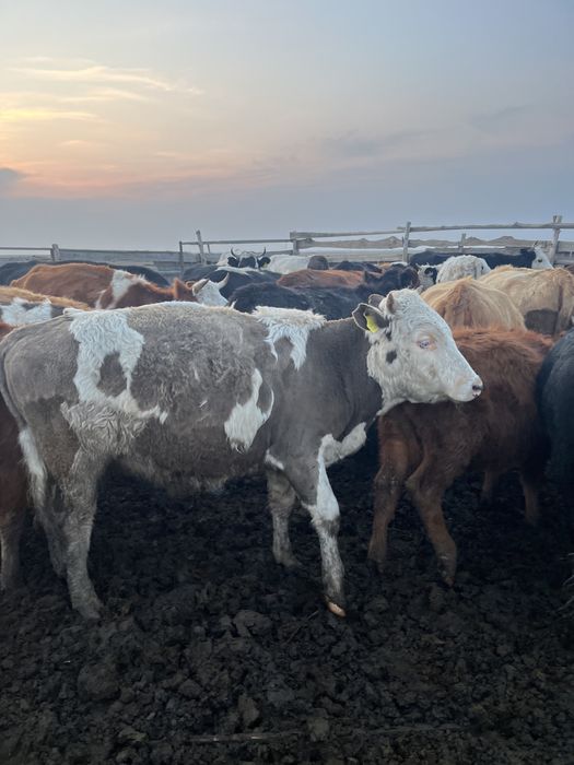 Продается 10 голов бычки