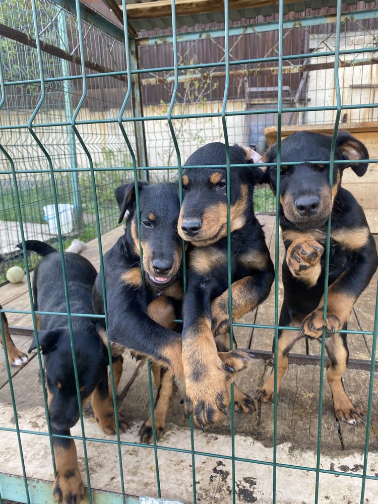 Продам щенков ягдтерьера!