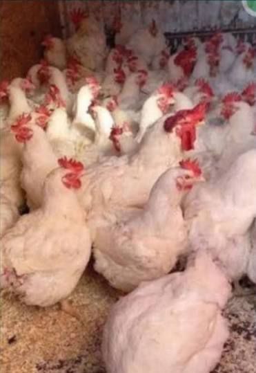 Gaini, Cocosi de carne