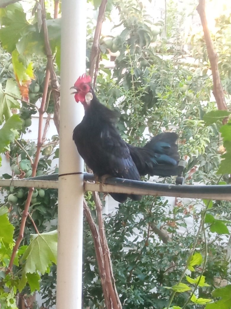 Bantam horoz ikki dona