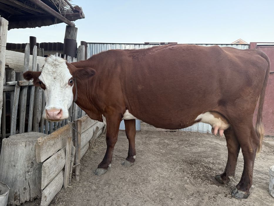 Сиыр бузауымен сатылады