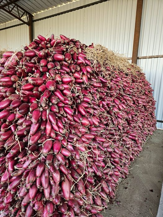 Vând ceapa roșie de apa