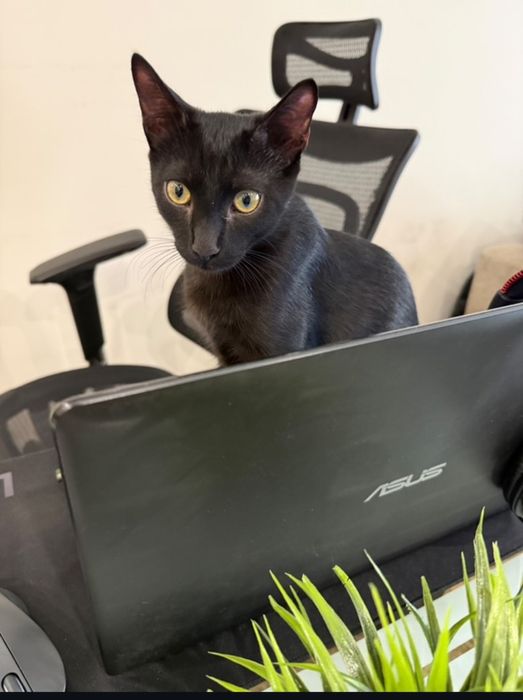 Коте черно (пума)