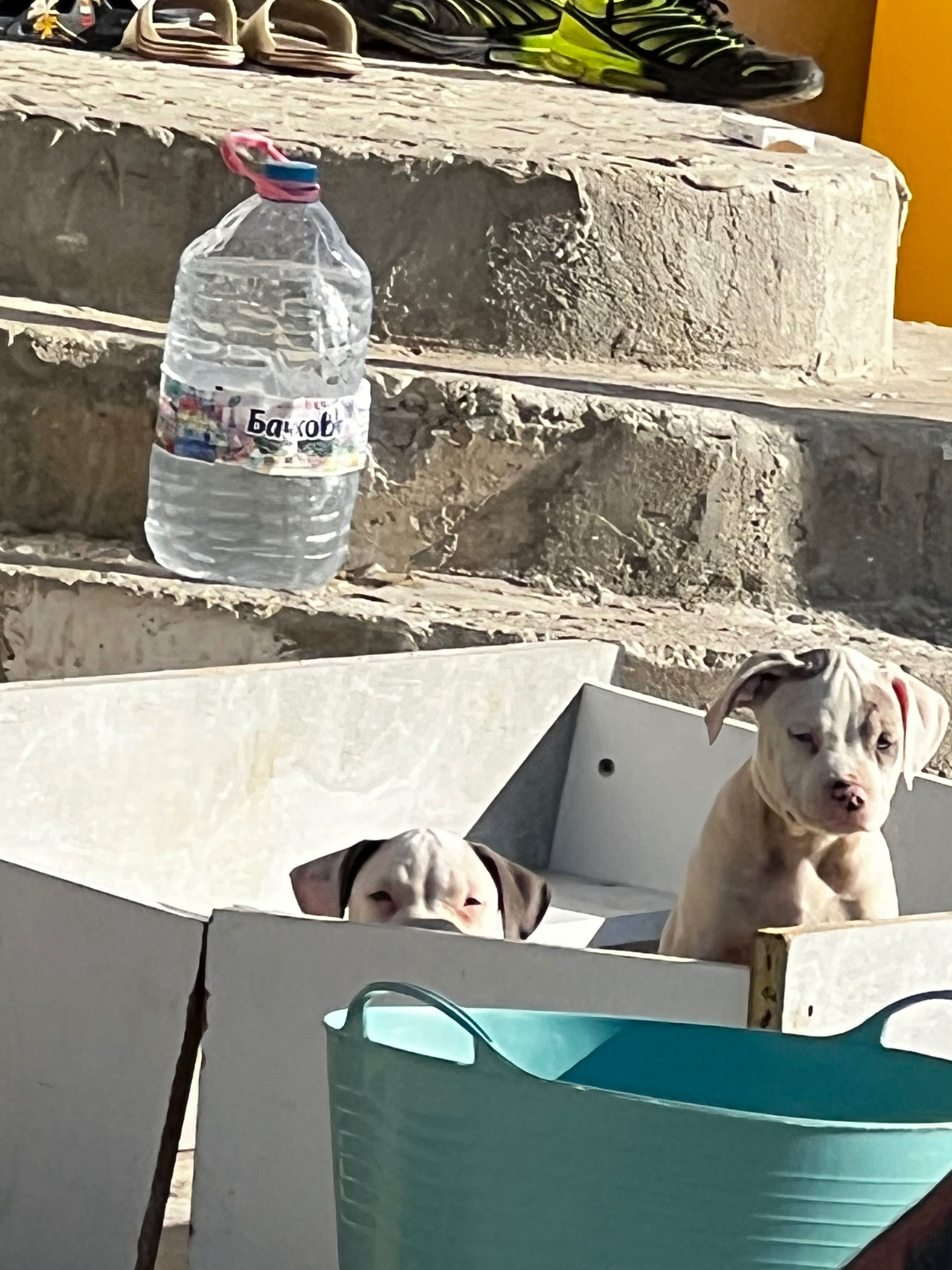 American bully xlll