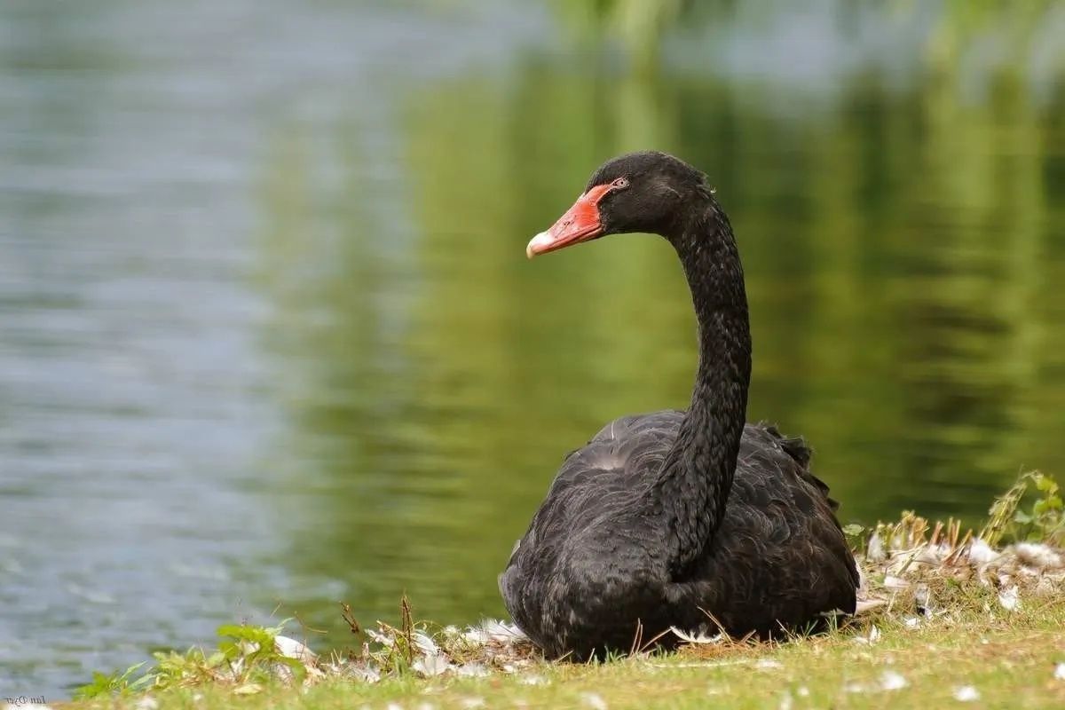 Vând lebede negre