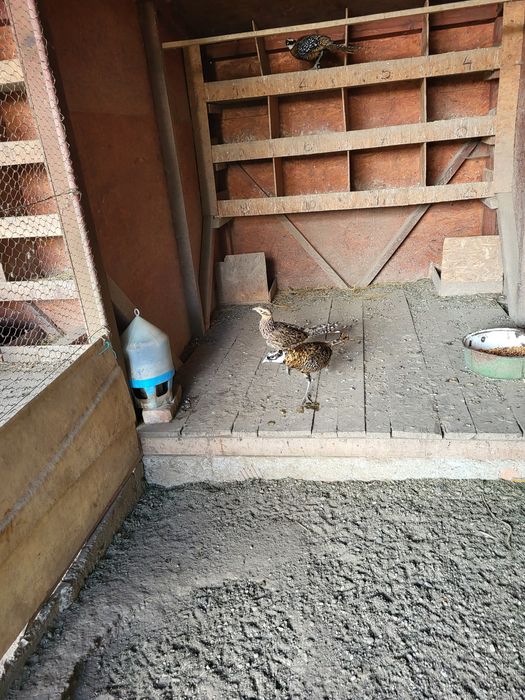 Vind fazani regal ,mascul