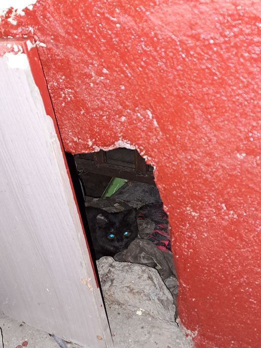 Помогите малышу найти дом