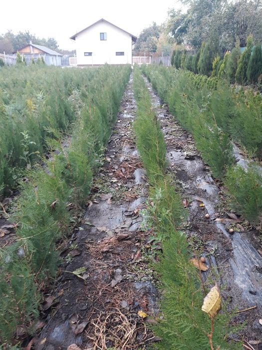 Tuia biota verde-conic