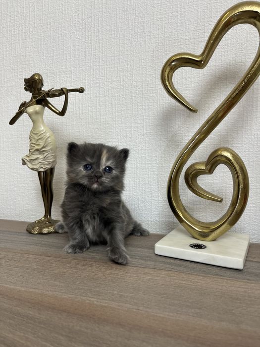 Котята шотландские страйт